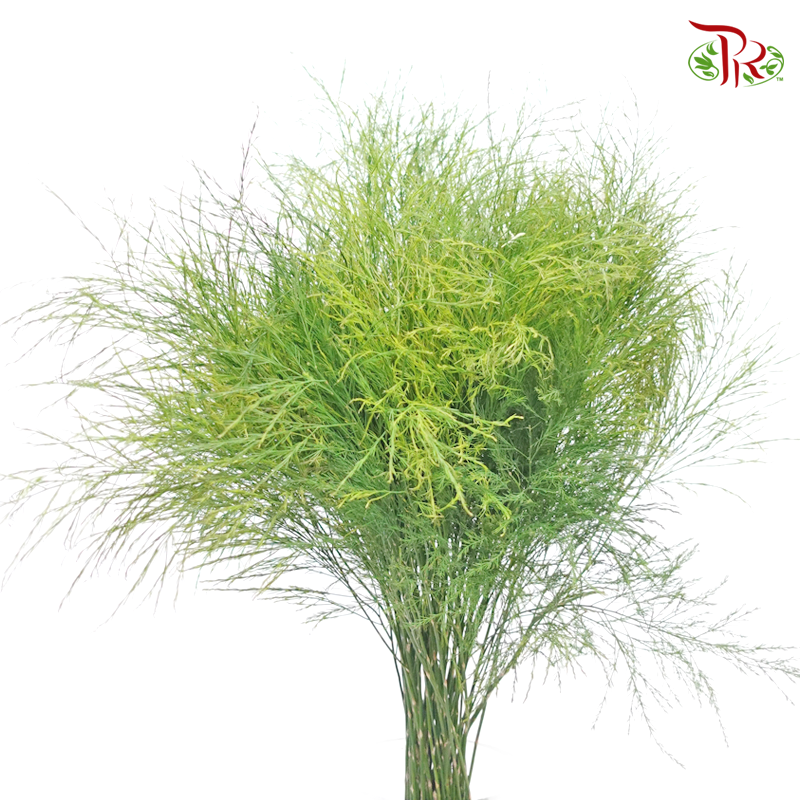 Cocktail Leaf - (Per Bunch)-Malaysia-prflorist.com.my