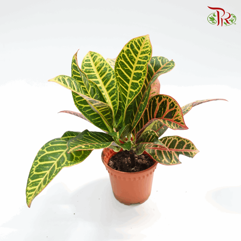 Codiaeum Croton - 《變葉木》(30cm or 80cm)-50-60cm-Pudu Ria Florist-prflorist.com.my