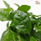 Coffea 《咖啡属》-Pudu Ria Florist-prflorist.com.my