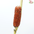 Corn - Orange Brown (Per Bunch)-Orange Brown-China-prflorist.com.my