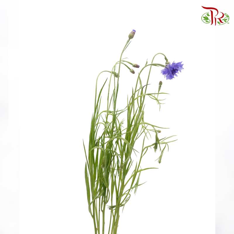 Cornflower - Blue (Per Bunch)-Tone Blue-China-prflorist.com.my