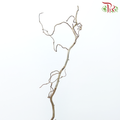 Corylus - (With Size Options) (Per Stem)-Netherland-prflorist.com.my