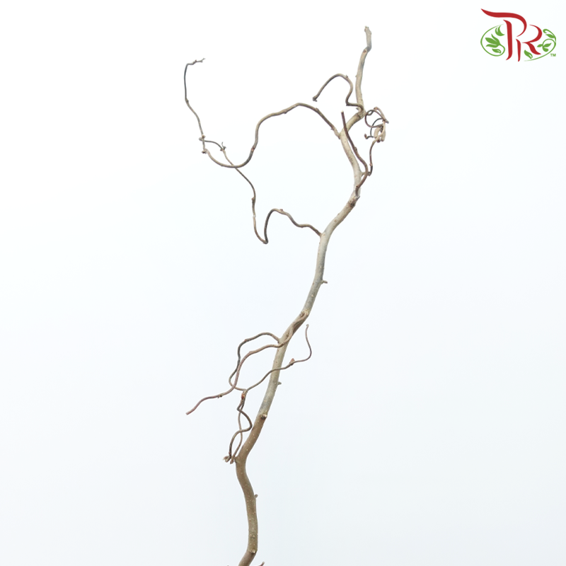 Corylus - (With Size Options) (Per Stem)-Netherland-prflorist.com.my