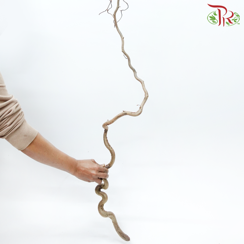 Corylus - (With Size Options) (Per Stem)-Netherland-prflorist.com.my