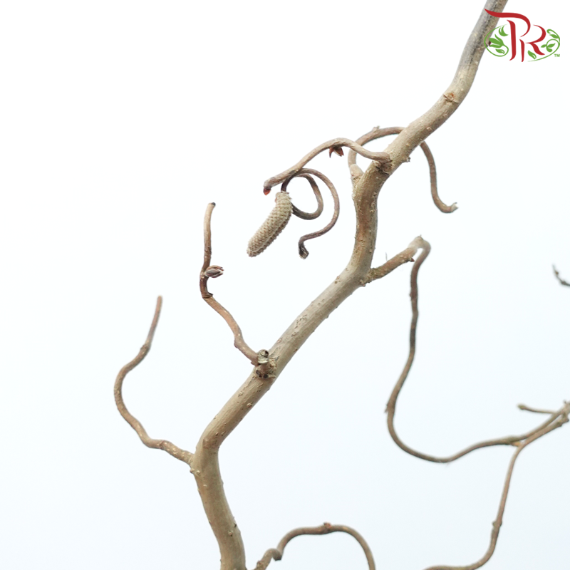 Corylus - (With Size Options) (Per Stem)-Netherland-prflorist.com.my