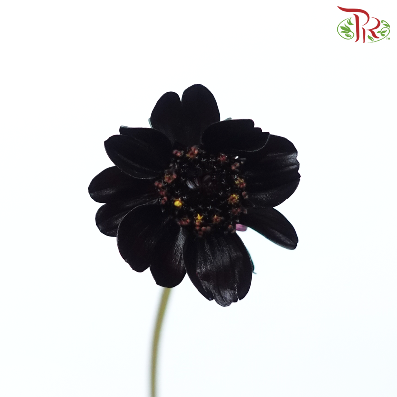 Cosmos Atrosanguineus - Wine Red (Per Bunch)-Wine Red-China-prflorist.com.my