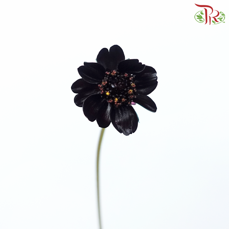 Cosmos Atrosanguineus - Wine Red (Per Bunch)-Wine Red-China-prflorist.com.my