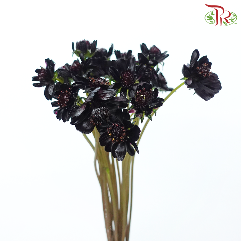 Cosmos Atrosanguineus - Wine Red (Per Bunch)-Wine Red-China-prflorist.com.my