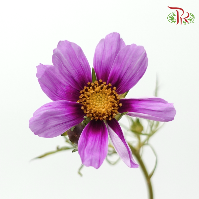 Cosmos Bipinnatus - Mauve Light Purple (Per Bunch)-Purple-China-prflorist.com.my