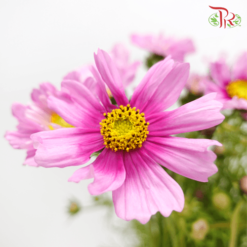 Cosmos Pink (5 Stems) Pudu Ria Florist