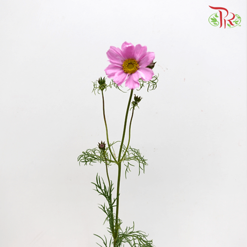 Cosmos Bipinnatus - Pink (Per Bunch)-Pink-China-prflorist.com.my