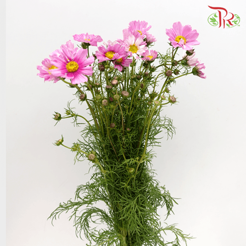 Cosmos Bipinnatus - Pink (Per Bunch)-Pink-China-prflorist.com.my