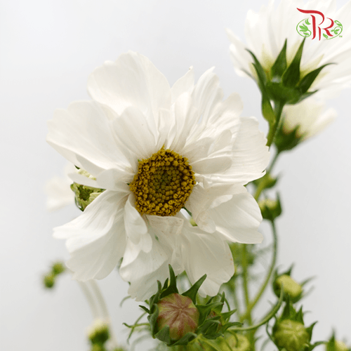 Cosmos Bipinnatus - White (Per Bunch)-White-China-prflorist.com.my