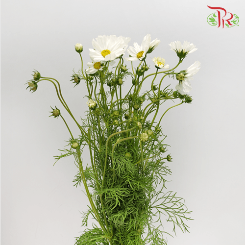 Cosmos Bipinnatus - White (Per Bunch)-White-China-prflorist.com.my