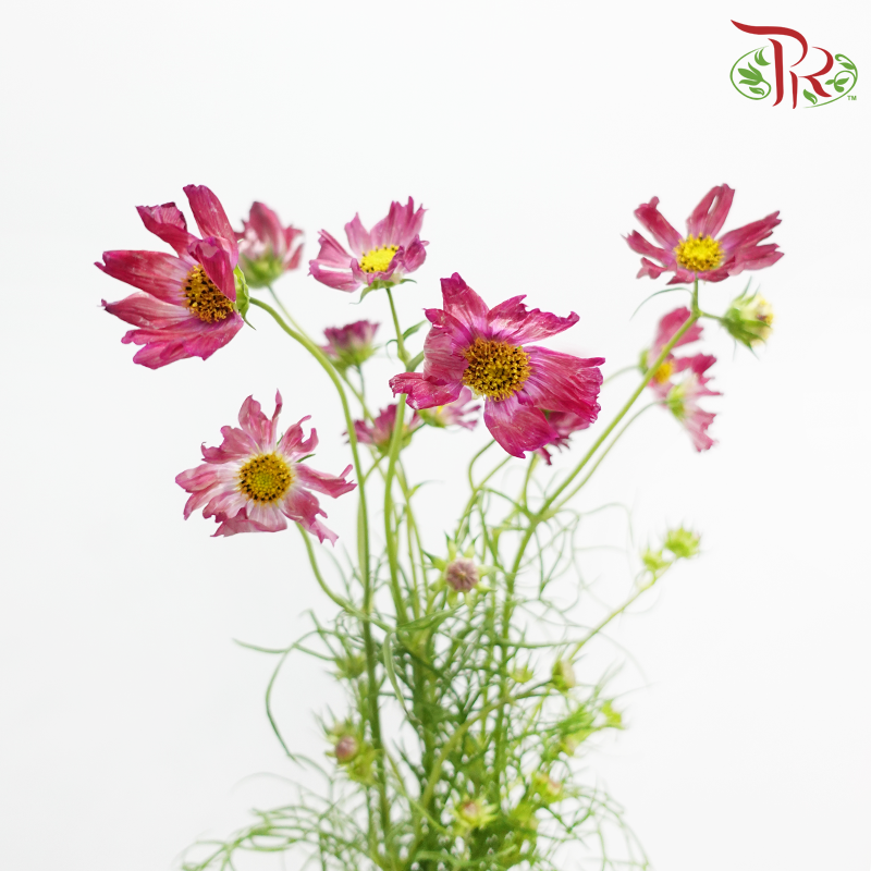 Cosmos - Crimson Campus (5 Stems)-Pink-Japan-prflorist.com.my