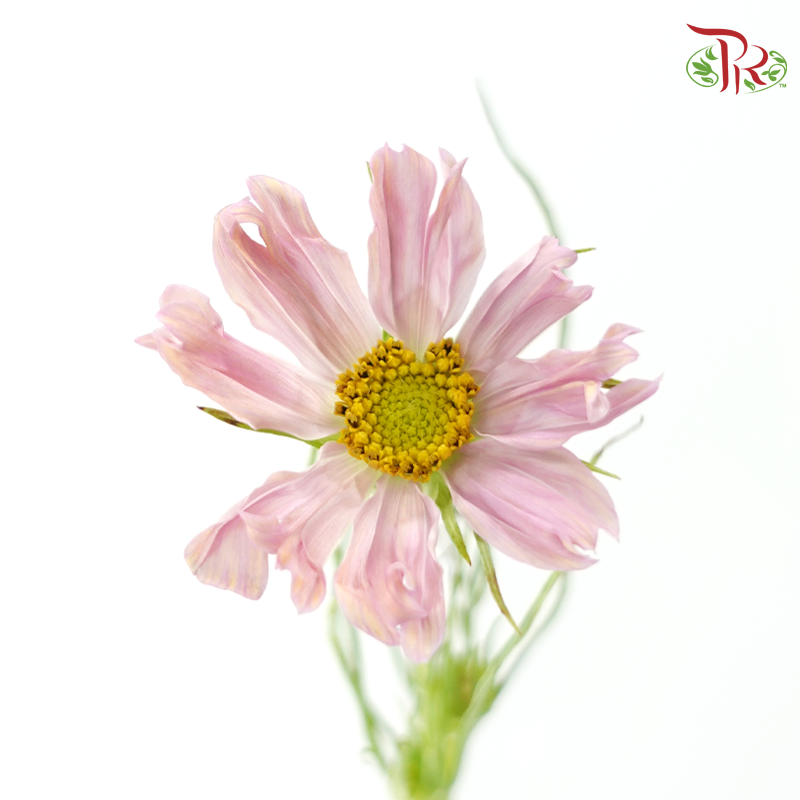 Cosmos - Pink (5 Stems)-Pink-Japan-prflorist.com.my