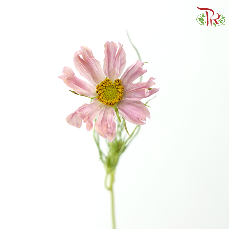 Cosmos - Pink (5 Stems)-Pink-Japan-prflorist.com.my