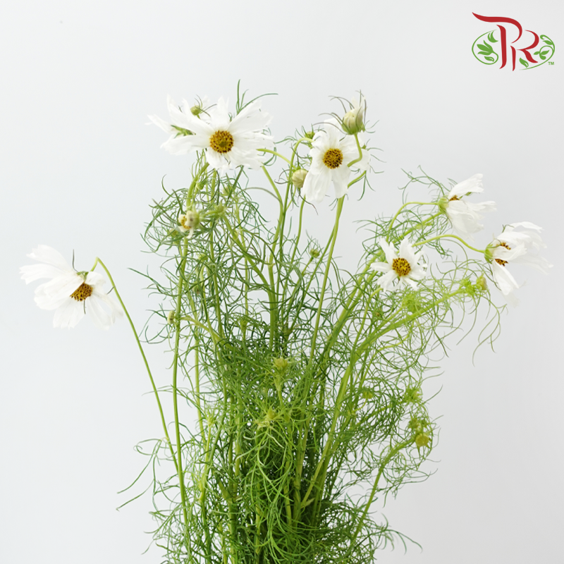 Cosmos - Sensation White (5 Stems)-White-Japan-prflorist.com.my