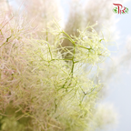 Cotinus Green - 2 Stems (60cm-80cm)-Green-Japan-prflorist.com.my