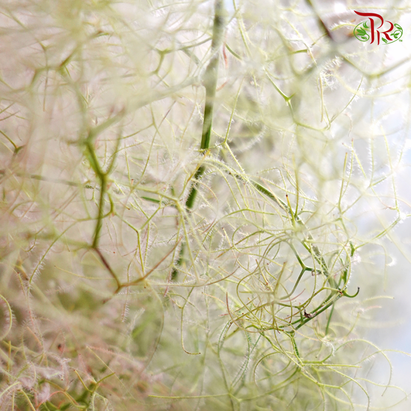 Cotinus Green - 2 Stems (60cm-80cm)-Green-Japan-prflorist.com.my