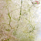 Cotinus Green - 2 Stems (60cm-80cm)-Green-Japan-prflorist.com.my