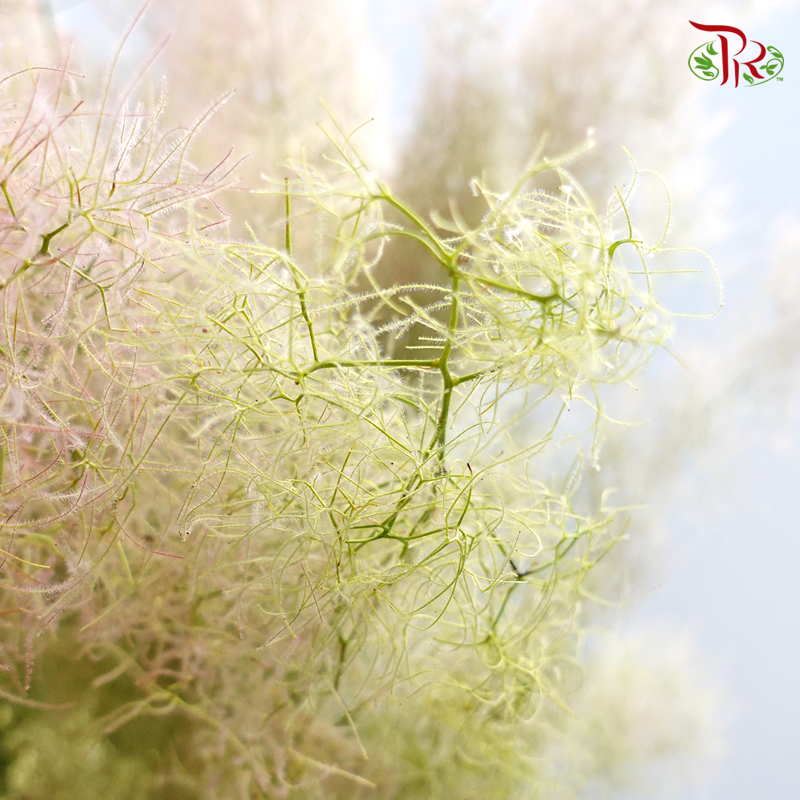 Cotinus Green - Per Stem (100cm-120cm)-Green-Japan-prflorist.com.my