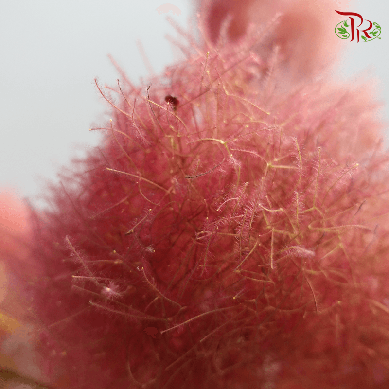 Cotinus Red - 2 Stems (60-80cm)-Red-Japan-prflorist.com.my
