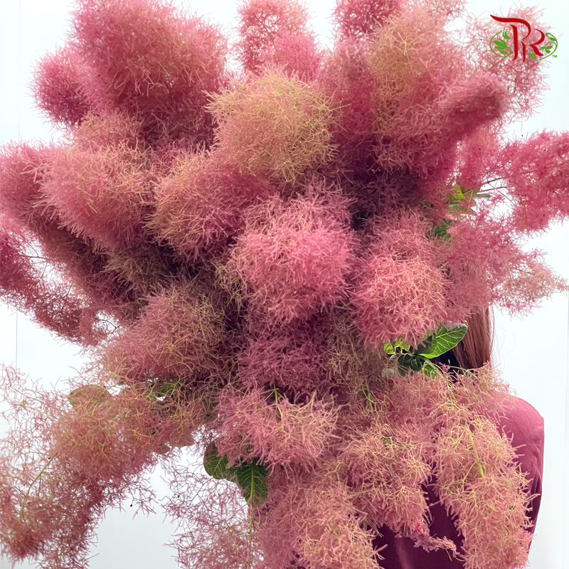 Cotinus Red - Per Stem (100cm-120cm)-Red-Japan-prflorist.com.my