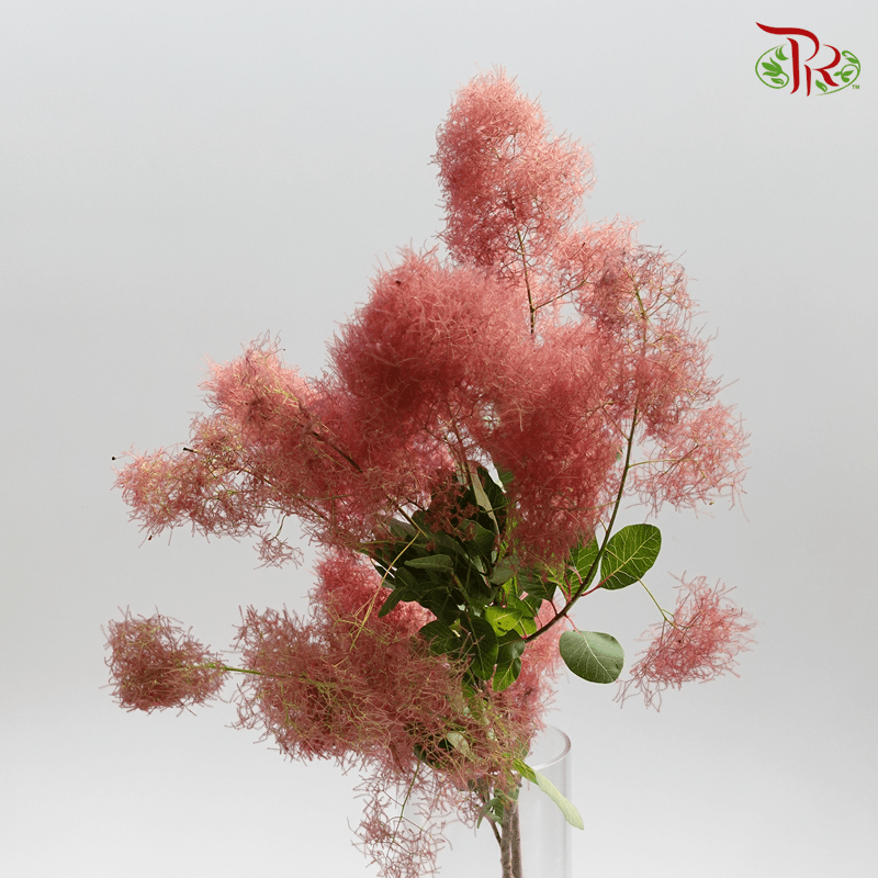 Cotinus Red - Per Stem (100cm-120cm)-Red-Japan-prflorist.com.my