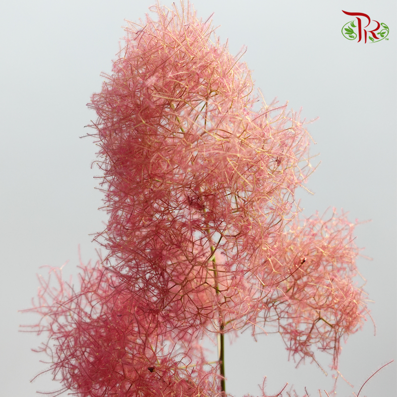 Cotinus Red - Per Stem (100cm-120cm)-Red-Japan-prflorist.com.my