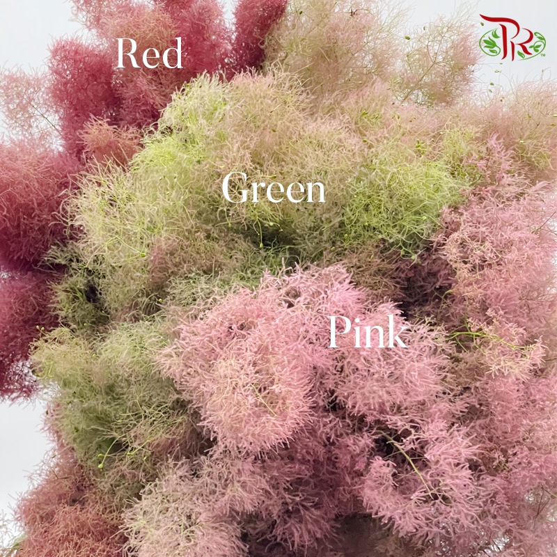 Cotinus Red - Per Stem (100cm-120cm)-Red-Japan-prflorist.com.my