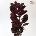Cotinus Royal Red Leaf (Per Bunch)-China-prflorist.com.my