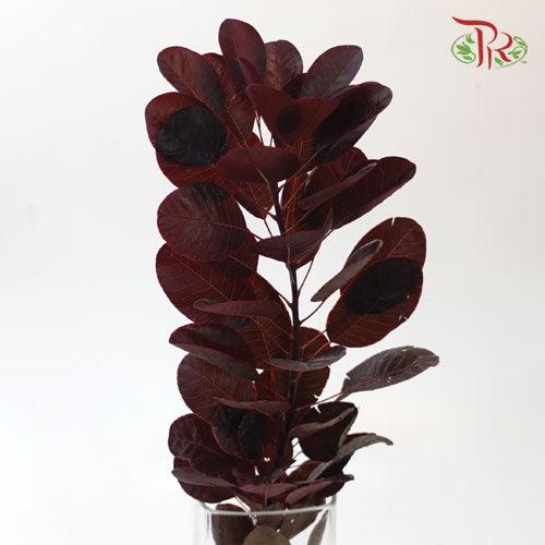 Cotinus Royal Red Leaf (Per Bunch)-China-prflorist.com.my