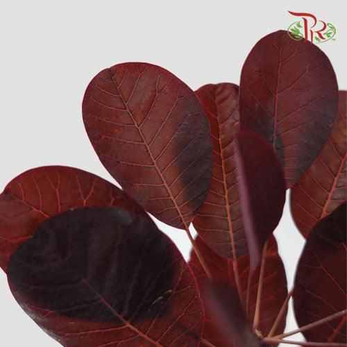 Cotinus Royal Red Leaf (Per Bunch)-China-prflorist.com.my
