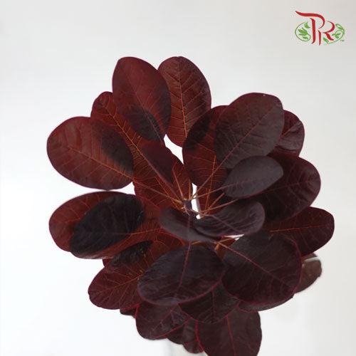 Cotinus Royal Red Leaf (Per Bunch)-China-prflorist.com.my