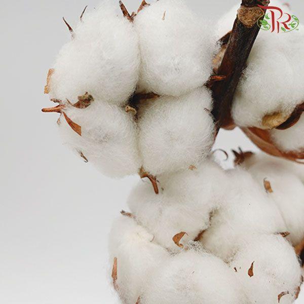 Cotton Flower - White (Per Stem)-White-Netherland-prflorist.com.my