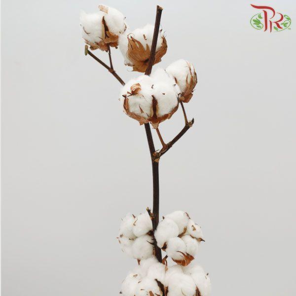 Cotton Flower - White (Per Stem)-White-Netherland-prflorist.com.my