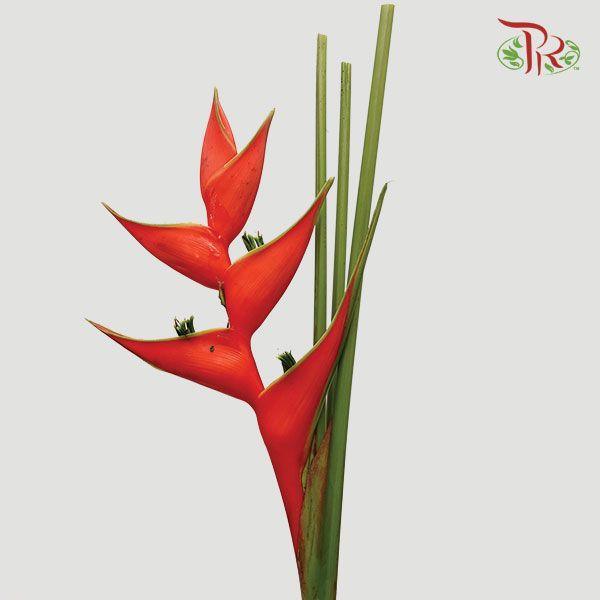 Crab Costa Rica - Red (Per Stem)-Malaysia-prflorist.com.my