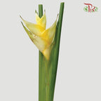 Crab Yellow - Per Stem-Malaysia-prflorist.com.my