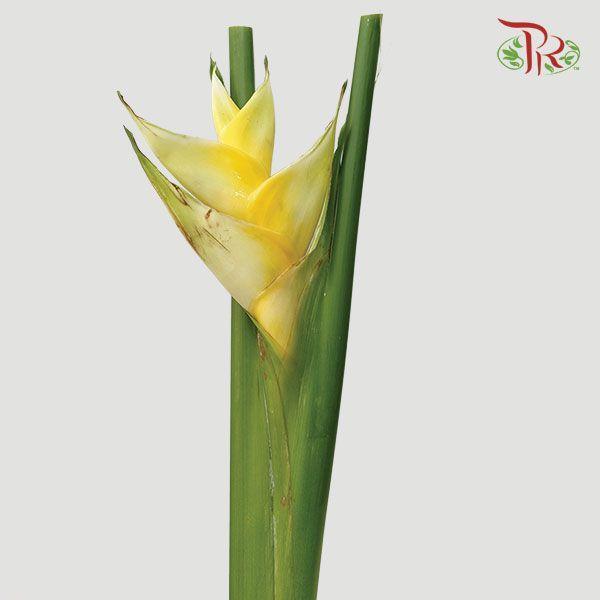 Crab Yellow - Per Stem-Malaysia-prflorist.com.my