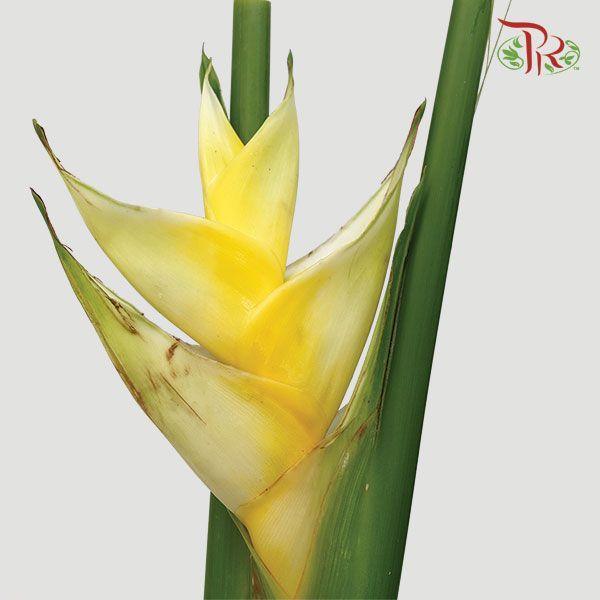 Crab Yellow - Per Stem-Malaysia-prflorist.com.my