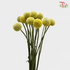 Craspedia - (10 Stems)-Yellow-Ecd-prflorist.com.my