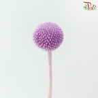 Craspedia Preservative - Lavender Purple (Per Bunch)-Purple-China-prflorist.com.my