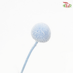 Craspedia Preservative - Snow Blue (Per Bunch)-Snow Blue-China-prflorist.com.my