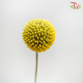 Craspedia Preservative - Yellow (Per Bunch)-Yellow-China-prflorist.com.my