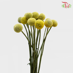 Craspedia Preservative - Yellow (Per Bunch)-Yellow-China-prflorist.com.my