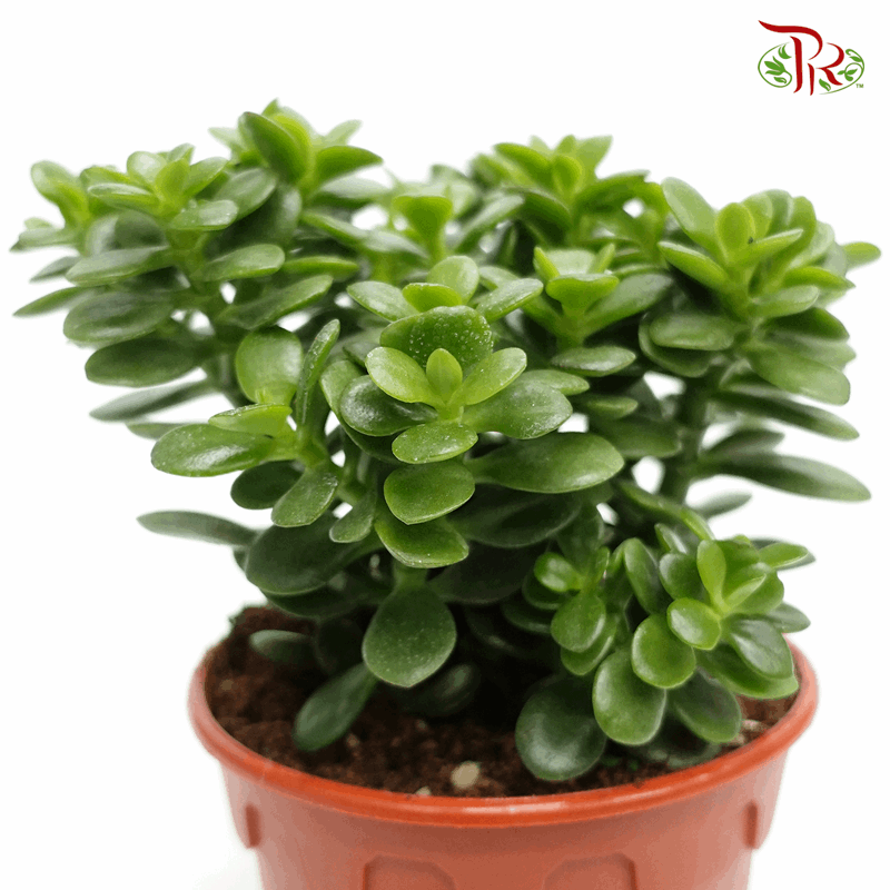 jade plant chinese name Crassula Ovata (Jade Plant)