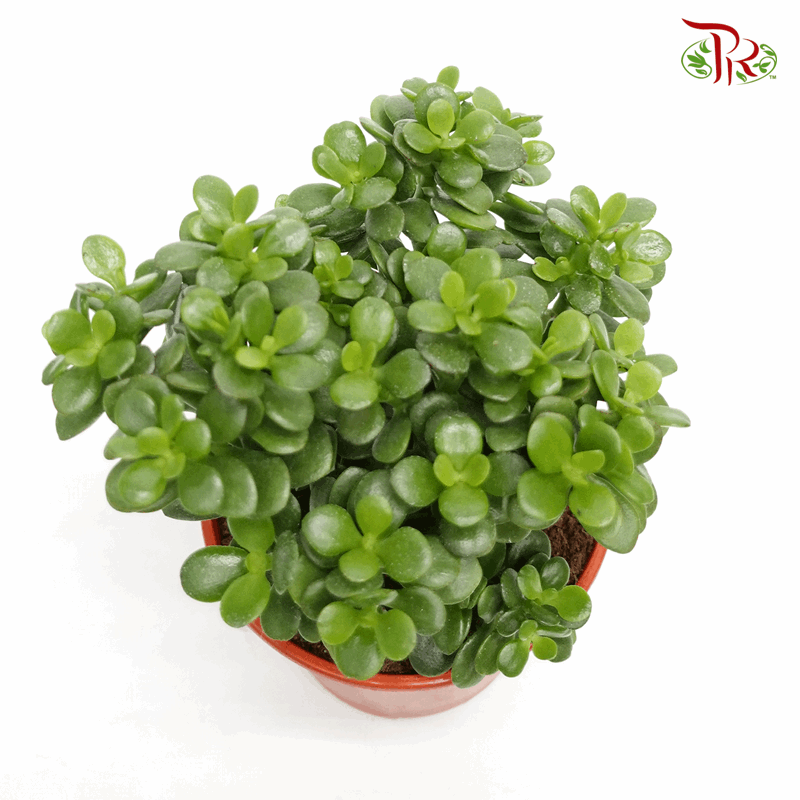 asian jade plant Crassula Ovata (Jade Plant)