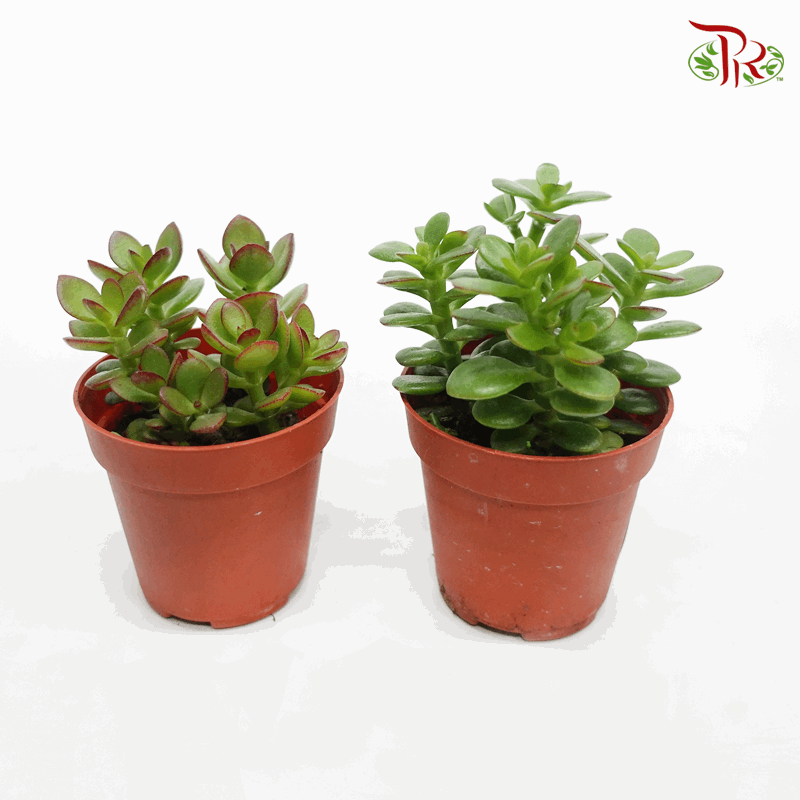 jade plant malaysia Crassula Ovata (Jade Plant) – P80 《玉树》 – Pudu Ria Florist
