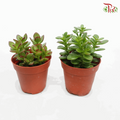Crassula Ovata (Jade Plant) – P80  《玉树》